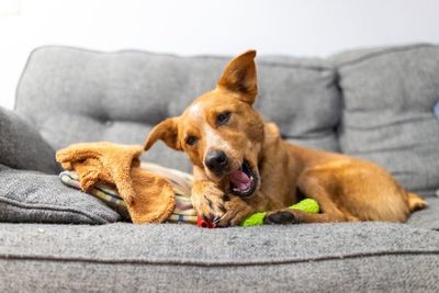 Your Dog Takes Your Seat Every Time You Stand Up: Here’s What It Really Means