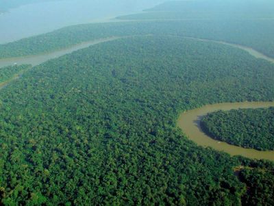 An Amazon rainforest was put through a 20-year drought experiment — the forest changed in a way scientists didn’t expect