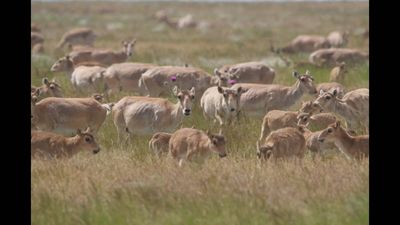 In 2015, 200,000 saigas died in Kazakhstan's mass die-off. 10 years later, nearly 4 million now roam the vast steppe, turning one of the species' darkest chapters around