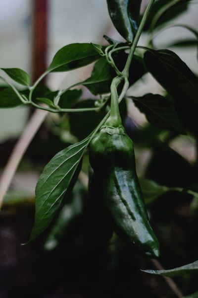 8 Grocery Chains Affected by This Summer’s Jalapeño Salmonella Recall