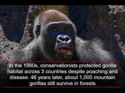 In the 1980s, conservationists protected gorilla habitat across 3 countries despite poaching and disease. 46 years later, about 1,000 mountain gorillas still survive in forests