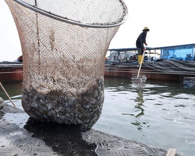 Grinding up fish to feed to fish is ‘absurd’: fears over UN aquaculture plan