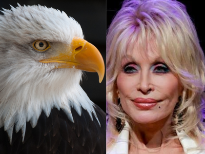 For 35 years, Dolly Parton’s Tennessee theme park was home to bald eagles. Now they’re moving