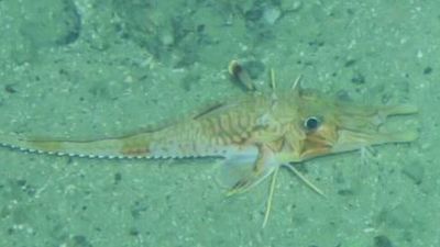 Researchers capture footage of fish “moonwalking” on South China Sea floor