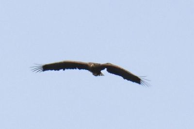 ‘Death defying’ eagle spotted three years after breaking wing as chick
