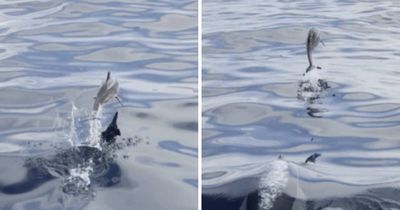 The story behind the tiny dolphin the internet can't get enough of