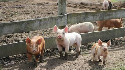 Man lived with pig kidney for nine months before human transplant