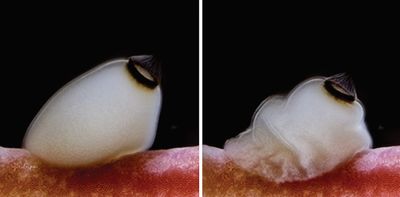 How brainless sea sponges use sunset as a cue to prepare for metamorphosis