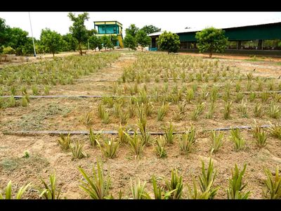Farming experts tout 'conscious' food systems to fix agriculture woes