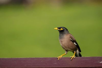 Moveable feast: myna birds on Sydney train looking for food not ‘joyride’ in viral video