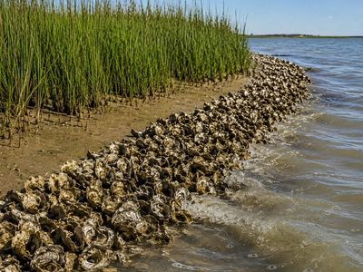 In 2000, NOAA planted 500 square meters of cordgrass and added oyster shell on Pivers Island; the living shoreline later weathered Hurricanes Irene and Florence