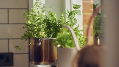 September Is the Perfect Time to Start an Indoor Herb Garden for Fall – 5 Varieties to Grow Now