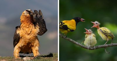 These 36 Bird Photos Were Among The Best At The 2026 Academy Photo Awards
