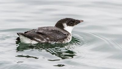 In 1995, Canada eradicated rats from British Columbia’s Langara Island; by 2004, ancient murrelet pairs had nearly doubled to 20,000–30,000