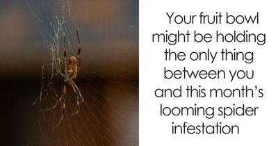 Tennis Ball-Sized Spiders Are About To Invade UK Homes And Here Is How To Keep Them Out