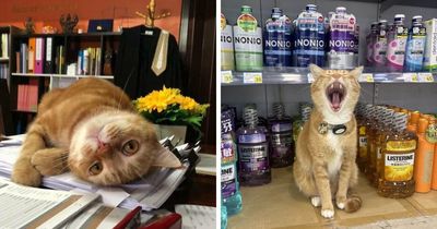 44 Cats With Jobs Who Somehow Look More Qualified Than The Rest Of Us, As Shared By This Page