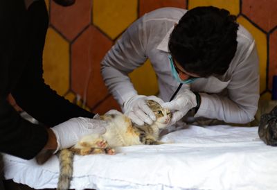 A Young Cat Leaked Milky Fluid into Three Places at Once, and Vets Borrowed a Human Diagnosis to Explain It