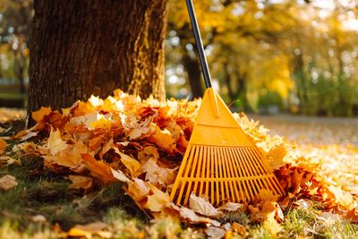 Fall Leaves Could Replace Something You’re Paying for at the Garden Center