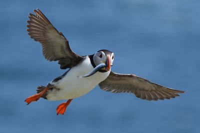 Puffin numbers fall on Scottish island amid climate change concerns
