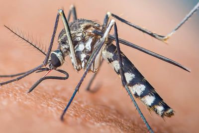 What doctors say about the risk of Zika virus as mosquitoes found breeding in UK