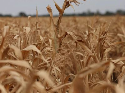 World food prices at highest since 2022 as supply risks mount, FAO says