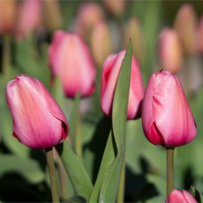 4 bulbs to order in September for pink spring blooms – these varieties promise beautiful displays in 2027