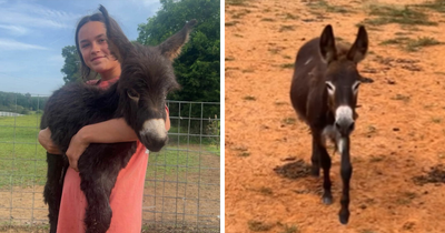 Georgia Cop Reveals Why He Fatally Fired On Baby Donkey As Owner Shares Heartbreaking Clip Of HeeHaw’s Last Days