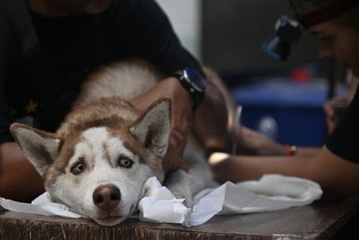 Pet Owners Can Now Prevent Screwworm Infestations in Dogs and Cats Under a New Federal Authorization