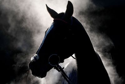 Equine Grass Sickness: Warning issued after horse disease outbreak leads to ‘multiple’ deaths