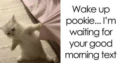 These 77 Relatable Cat Memes Are The Best Way To Start The Day With A Smile