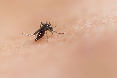 Nebraska Records Its First West Nile Death of the Season as State Mosquito Activity Turns Very High