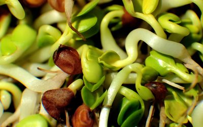 Minneapolis Sprout Grower Adds Radish Mix to a Recall That Began With Alfalfa Tied to Fifty Five Illnesses
