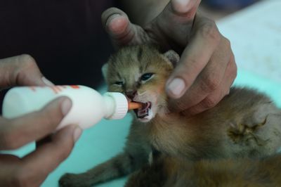 Kitten Milk Replacer Recalled Nationwide After Testing Found Low Copper Potassium and B Vitamins in Multiple Lots