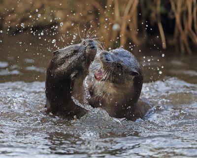 Country diary: The wild, riotous sounds of otters in battle
