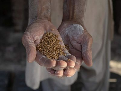 Asian buyers turn to Australian, Argentine wheat amid Black Sea disruptions