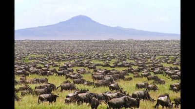 In 1950, livestock viruses drove the Serengeti's wildebeest herd down to 300,000. Less than a decade later, it surpassed 1.5 million, helping turn the ecosystem into a carbon sink