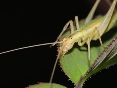 What did a Jurassic forest sound like? Scientists recreate 165-million-year-old insect calls and make a startling discovery with AI, lasers and fossil wings