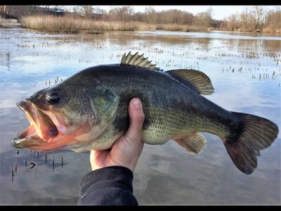 Seventy years ago, Spanish anglers welcomed an American predator into their waters for sport; today, the largemouth bass is spreading through ecosystems and threatening native wildlife