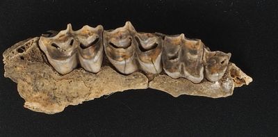Discovery of ancient DNA from antelope fossils in South Africa opens a new window on the past