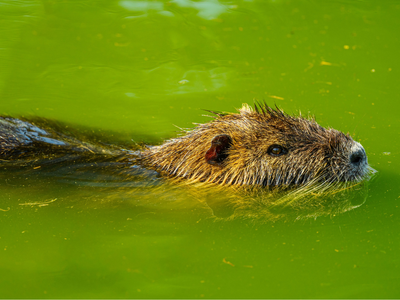 In Oregon, beaver dams along Fanno and Bronson creeks stored hundreds to over 1,200 cubic meters more water during storms, slowing how quickly runoff moved downstream