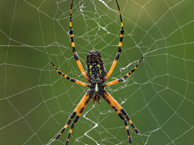 Two golden silk orb weavers lived on the ISS for two months; most space-built webs became nearly symmetric, but under light the spiders used brightness as a new sense of up