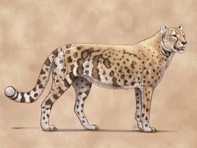 A 31,000-year-old fossil has challenged everything scientists thought about the extinct 'American cheetah' — its DNA and diet tell a surprising story