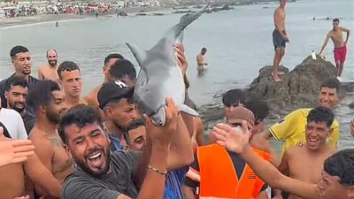 Report of suspected attack on baby dolphin in Ceuta area where migrants are staying