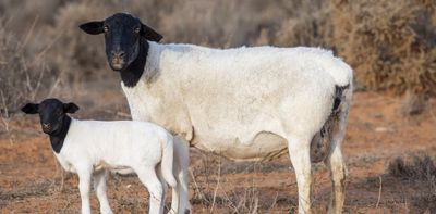 5,500 sheep were stolen from a remote farm. But most farm crime remains hidden