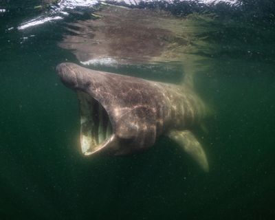 ‘Sharks are my film stars’: how the Jacques Cousteau of the North Sea finally unlocked its beauty