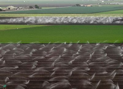Since 2014, US farmers have been deliberately flooding their fields to create habitat for migratory birds; a decade later, 180,000 acres of farmland have become temporary wetlands serving as vital habitat for millions of birds