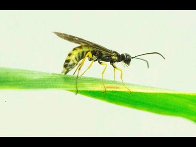 Wheat farmers have a new weapon against a pest that costs them $350 million a year; researchers are using straw bales to move tiny parasitoids into fields and fight the wheat stem sawfly