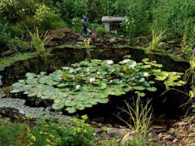 In 2017, a 14-year-old Virginia girl dug a pond in her backyard for a school agriculture project, 9 years later, it has become a flourishing wildlife ecosystem