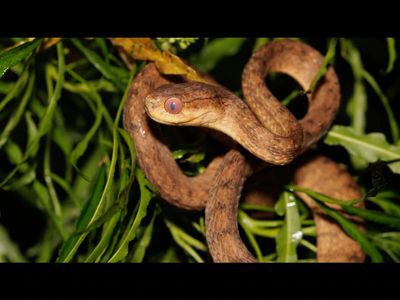 First detected in the 1950s, an invasive snake has multiplied to more than 2 million on a US territory, wiping out native birds and surprisingly causing another species to boom to levels 40 times higher than on surrounding areas
