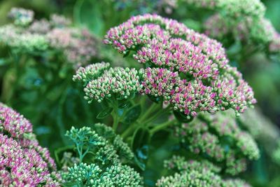 El Nino: How to future-proof your garden with drought-loving plants